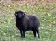 Hivernage des moutons  Résidence la Forêt de l’Hautil Andresy
